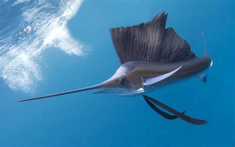 Sailfish The Fastest Fish In The World