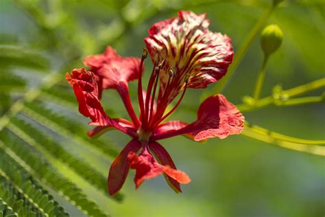 Red Tropical Tree Flower Photograph By Douglas Barnard