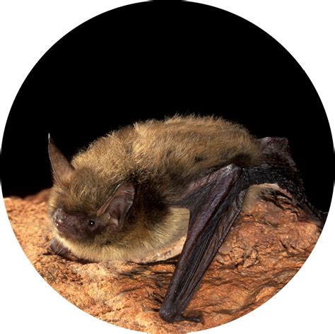 Northern Long Eared Bat Bat Week
