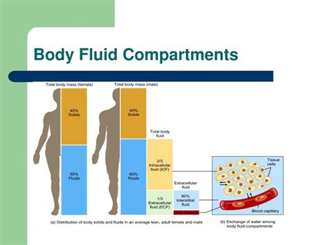 Ppt Body Fluids Powerpoint Presentation Free Download Id2949985