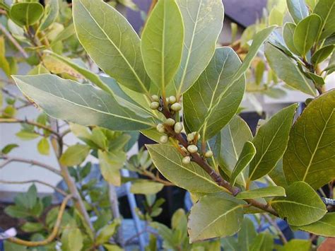 Bay leaves are a popular addition to soups, stews, and more. Laurus nobilis 'Saratoga'-3 | Arboretum | Flickr