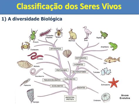 A Classificação Atual Dos Seres Vivos Considera As Semelhanças Anatomicas