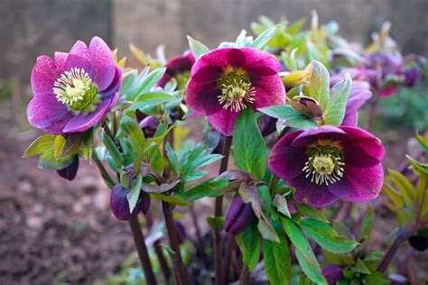 Hellebore Plant Care And Growing Tips Uk