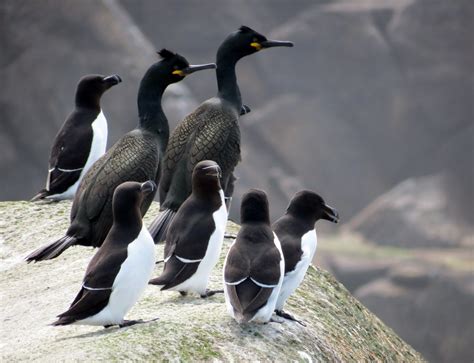 O Pinguim é Uma Ave Entretanto Ele Não Voa