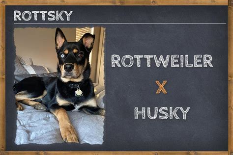 Rottweiler Husky Mix Rottsky Info Pictures And Facts Zooawesome