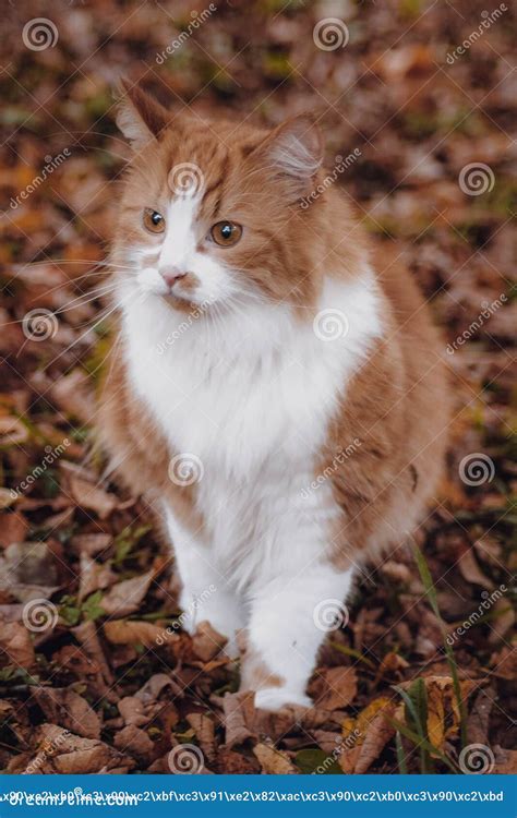 Red Cat Hunting Birds On The Grass Stock Image Image Of Fauna Park