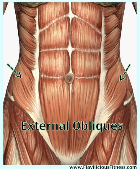 Female abdominal muscles in humananatomybody.com. ab exercises for women - Exercises for Women & Female Fitness by Flavia Del Monte - Flavia Del ...