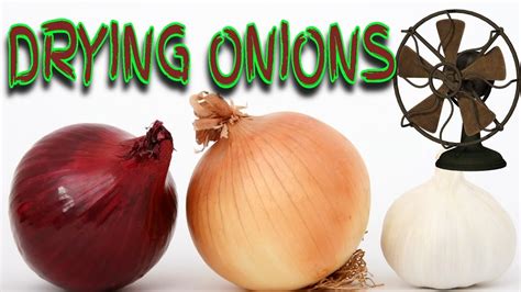 🌞how To Dry Onions For Storage ⌛ Drying Rack Hack 👍 Make Onions Last