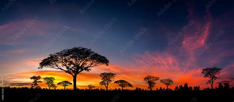 Fototapeta Panorama Silhouette Tree In Africa With Sunsettree