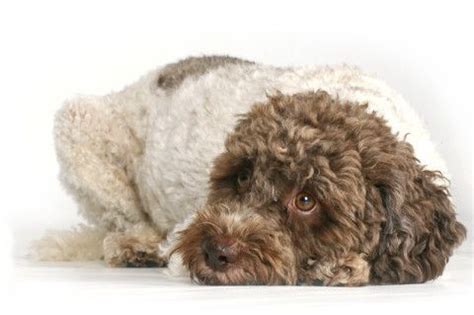 Spanischer wasserhund züchter im lausitzer seenland, alma hatte einen gesunden wurf mit 8 welpen am 16. Cani di Lavoro, Lagotto Zucht Brenner, Lagotto Züchter in ...