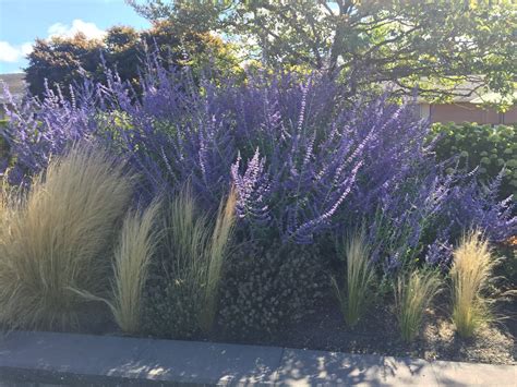 Discover free flashcards, games and test preparation activities designed to help you learn about russian sage and other subjects. Shoreline Area News: Photo: Russian sage
