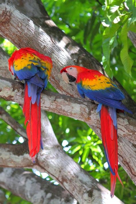 Lean on experienced costa rica shuttle drivers to help you travel within the country in a professional way. Perroquets et toucans au Costa Rica : Forum Costa Rica ...