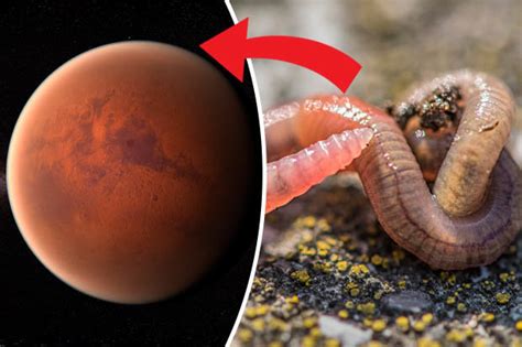 Is There Life On Mars Scientists Find Worms That Mean Food Is Growing On Red Planet Daily Star