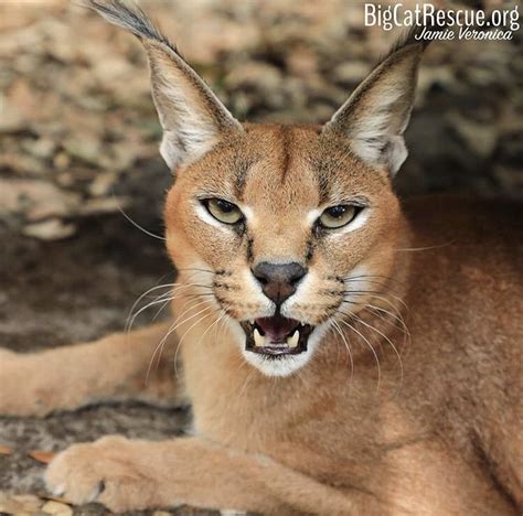They will also inhabit evergreen and montane forest environments, but never are found in tropical rain forests. Beautiful Chaos Caracal! | Wild cats, Big cat rescue, Big cats