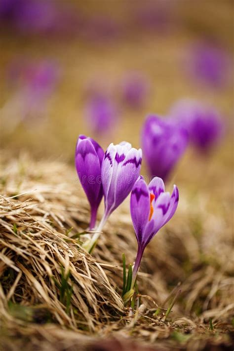Crocus Flower Crocuses In The Mountains Stock Photo Image Of