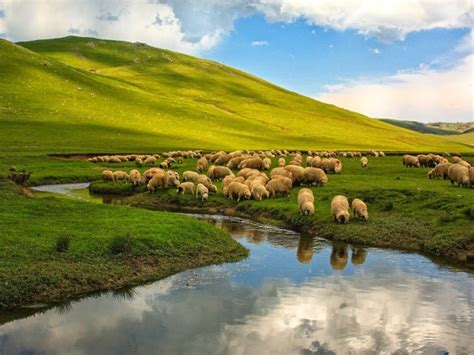 Sheep on a pasture at the river wallpapers and images - wallpapers ...
