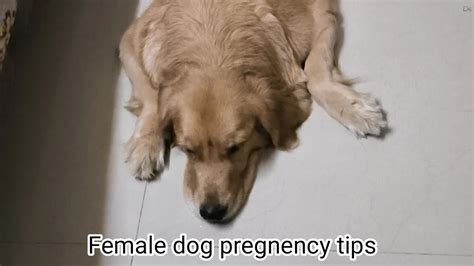 Dog Pregnancy Care And Tips 54 Days Pregnancy In Dogs Pregnant Dog