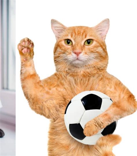 You Are Not Ready For These Soccer Cat Stock Photos