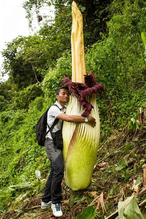 Corpse flowers are also able to warm up to 98 degrees fahrenheit (36.7 celsius) to further fool the insects, pollak told live science. About the Blooming of the Corpse Flower Titan Arum