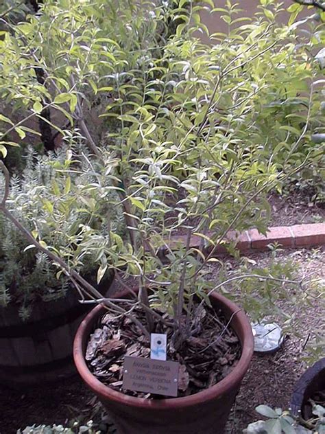 However, that was not its first name as the plant has had several names since it first arrived in europe. Images Of Lemon Verbena Alousia Trifolia : Lemon Verbena - Louisa (Aloysia Triphylla) - 20 grams ...