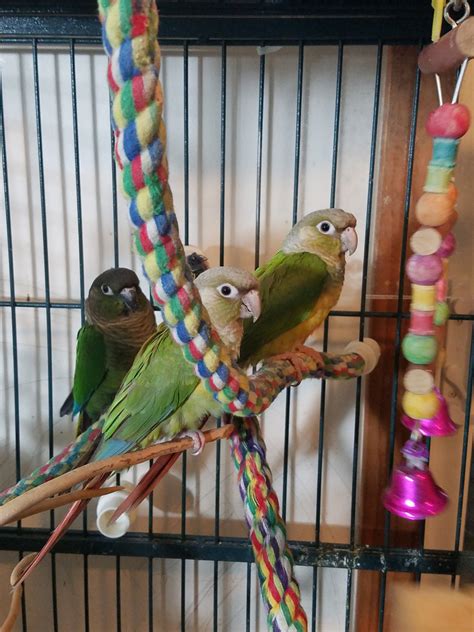 Search real estate for sale, discover new homes, shop mortgages, find property records & take virtual tours of houses, condos & apartments on realtor.com®. Green Cheek Conure Birds For Sale | Saint Paul, MN #182516