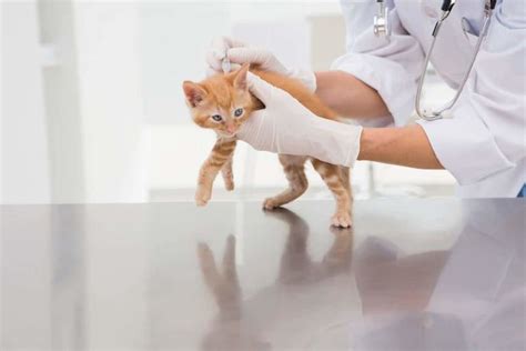 Świerzb u kota i psa objawy i leczenie lek wet Krystyna Skiersinis