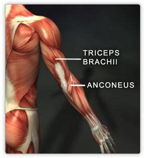 Muscles - upper body - Real Bodywork