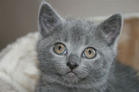 The Chartreux Is A Rare Breed Of Domestic Cat From France It Is