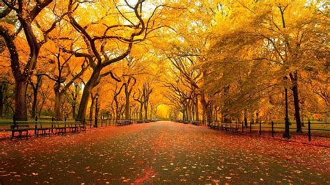 The 18 Most Beautiful Trees In The World