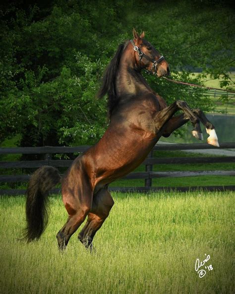 American Saddlebred Horse Breeds Foals Beautiful Horses Equines