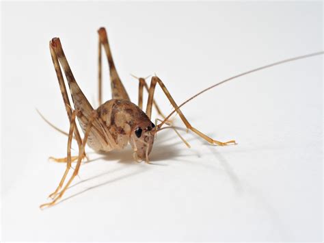 Get Rid Of Spider Crickets Pest Guide Doctor Pest
