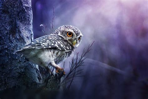 Beautiful And Free Owl Background Wallpaper For Animal Lovers