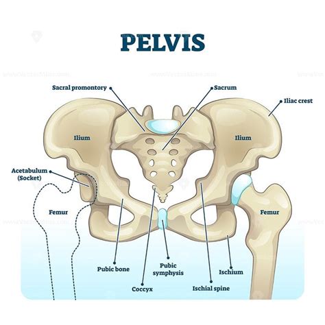 Pelvis Anatomical Skeleton Structure Pelvis Anatomy Basic Anatomy