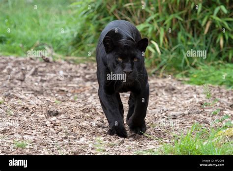 'Goshi' Female Black Jaguar at Chester Zoo, England, UK Stock Photo - Alamy