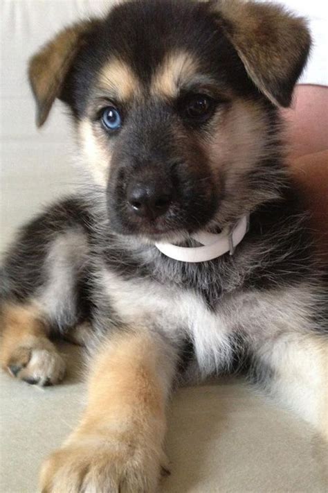 The few with blue eyes owe their eye color to. Image result for husky german shepherd mix | Puppies ...