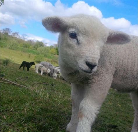 Why are baby animals born in spring? Baby sheep | Baby animals, Sweet animals, Baby sheep