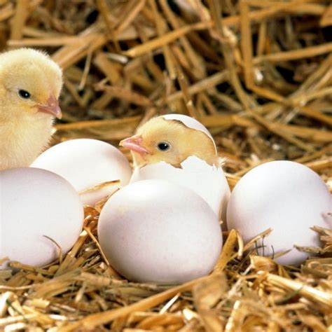 40 Amazing Pictures Of Baby Animals Hatching Eggs Four Paw Square