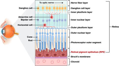 Frontiers Functions And Diseases Of The Retinal Pigment Epithelium