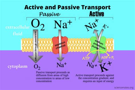 Active And Passive Transport Overview And Differences