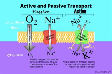 Describe Active Transport Using Protein Pumps Endocytosis And Exocytosis