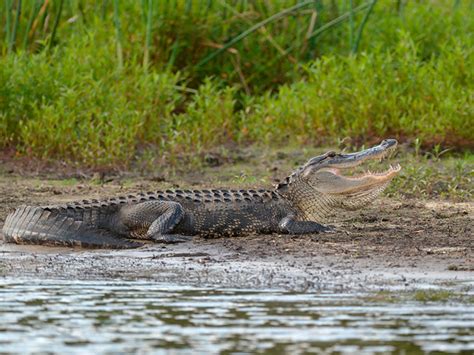 9 Foot Alligator With Human Body In Its Jaws Is Captured In Florida