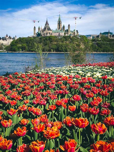 Tulip Festival Canada 2024 Lanie Beatrix