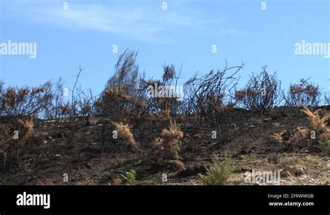 Burnt Pine Tree Forest Deforestation Fire Disaster Stock Video Footage