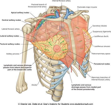 This page provides an overview of the chest muscle group. Female Chest Muscle Diagram ~ DIAGRAM