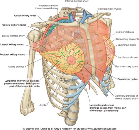 It is the only functional, outwardly visual muscle in this to be fair, when talking about the chest muscles, 99% of what we will be talking about will be the pectoralis major. Lab 3: Mastectomy/Removal of the Chest Plate