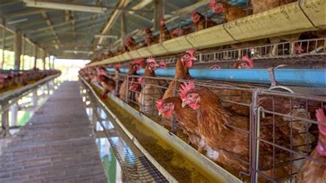 Californians Weigh Making Egg Laying Hens Cage Free By 2022