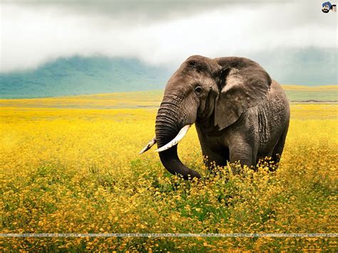 Elephant Wallpapers Cloudy Weather Elephant Wallpapers