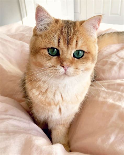 Meet Pumpkin The Cutest Black Golden Ticked British Shorthair Cat