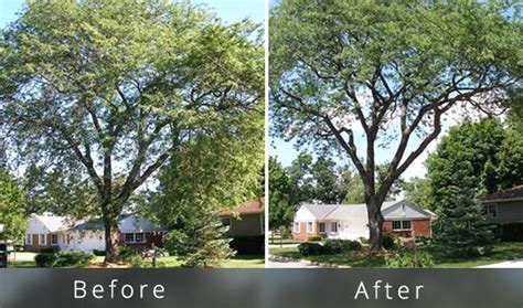 Trimming One Side Of Tree