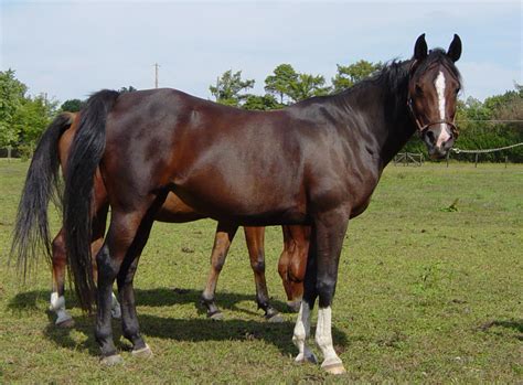 Maybe you would like to learn more about one of these? Lazy H Fall Extravaganza All Breed Horse Sale - Finger ...